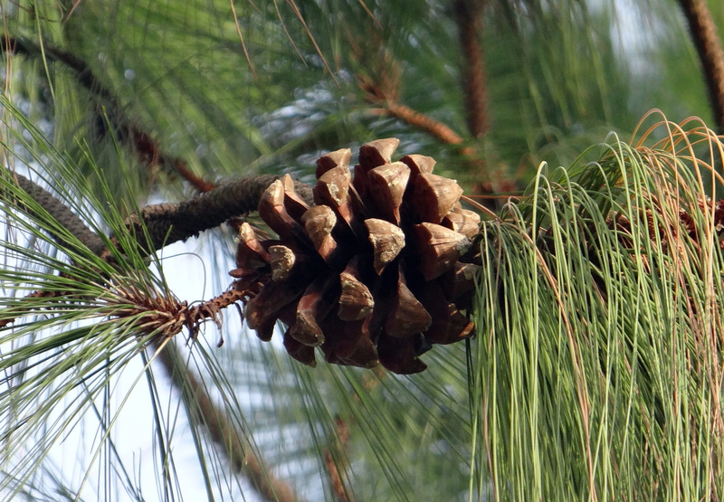 2K, plant part, day, Himalayan, tranquility, india, focus on foreground, himalayan pine, no people, blue, close-up, plant, beauty in nature, cone, pinus excelsa
