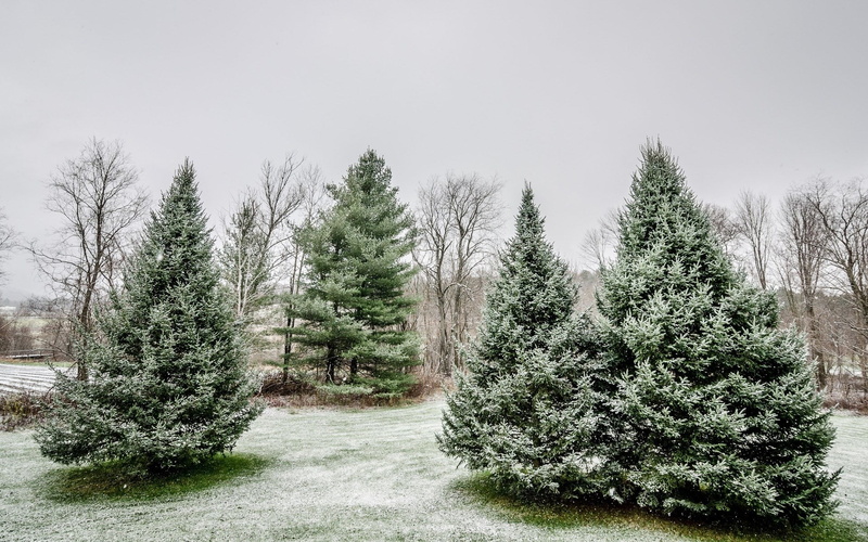 tree, pine tree, evergreen tree, tranquility, day, growth, fir tree, environment, plant, woodland, pinaceae, land, no people, pine woodland, home screen  nature pictures 1920x1200