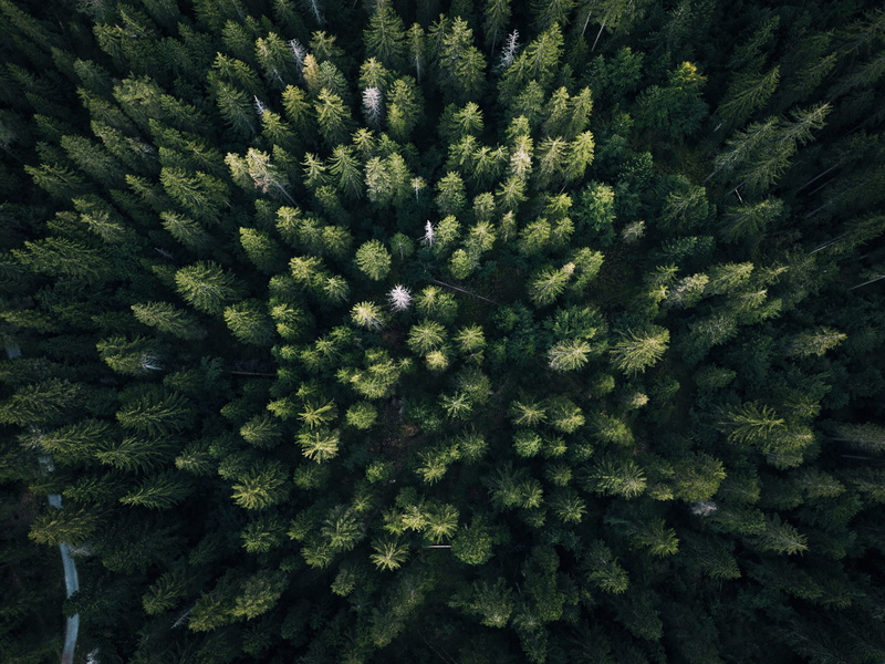 natural pattern, aerial view, mountain, backgrounds, outdoors, leaf, 2K, green, nature, palm, photography, view, high angle view, bird, beauty in nature