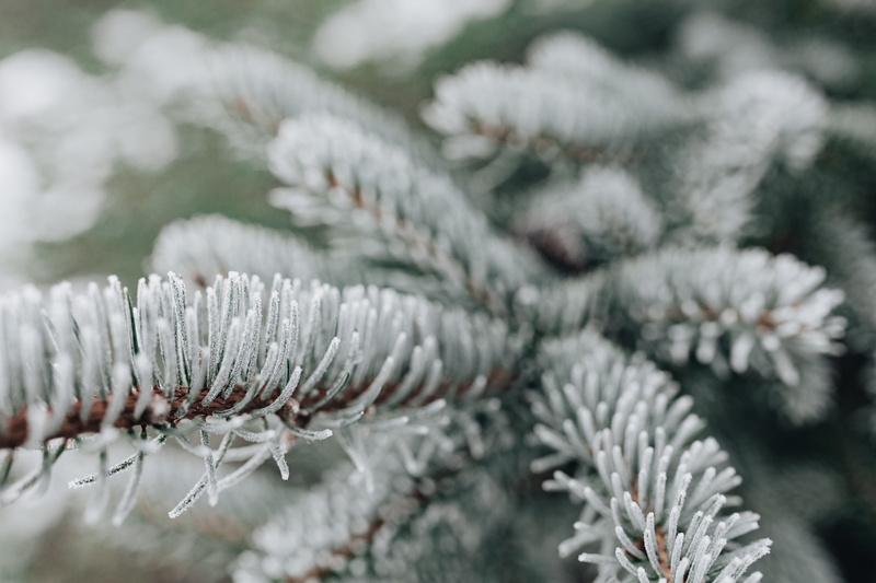 no people, day, outdoors, pinaceae, branch, frost, winter, ice, nature, twigs, selective focus, amp, tree, close-up, december, leaves, needle - plant part