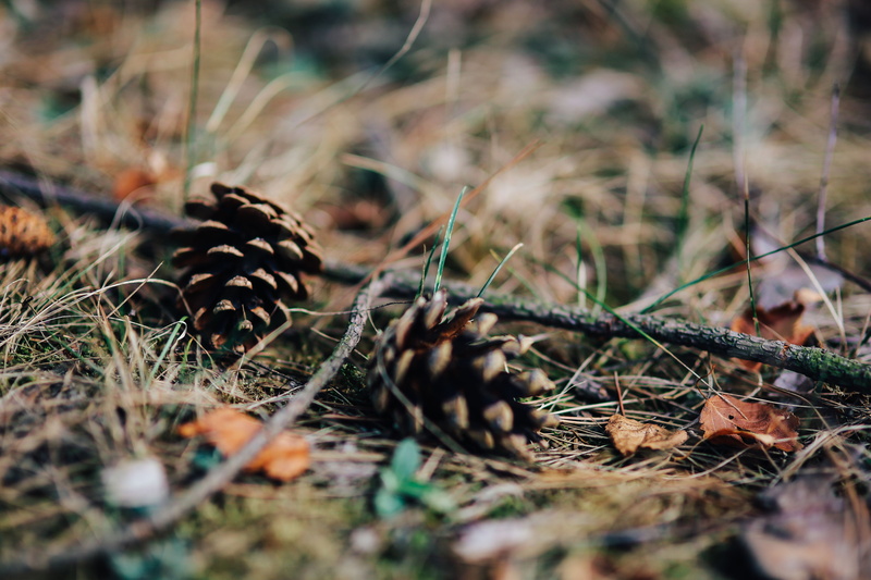 surface level, pine cone, land, sunlight, cereal, coniferous tree, haystack, meadow, Car trip, brown, wheat, oats, no people, food and drink, food, autumn