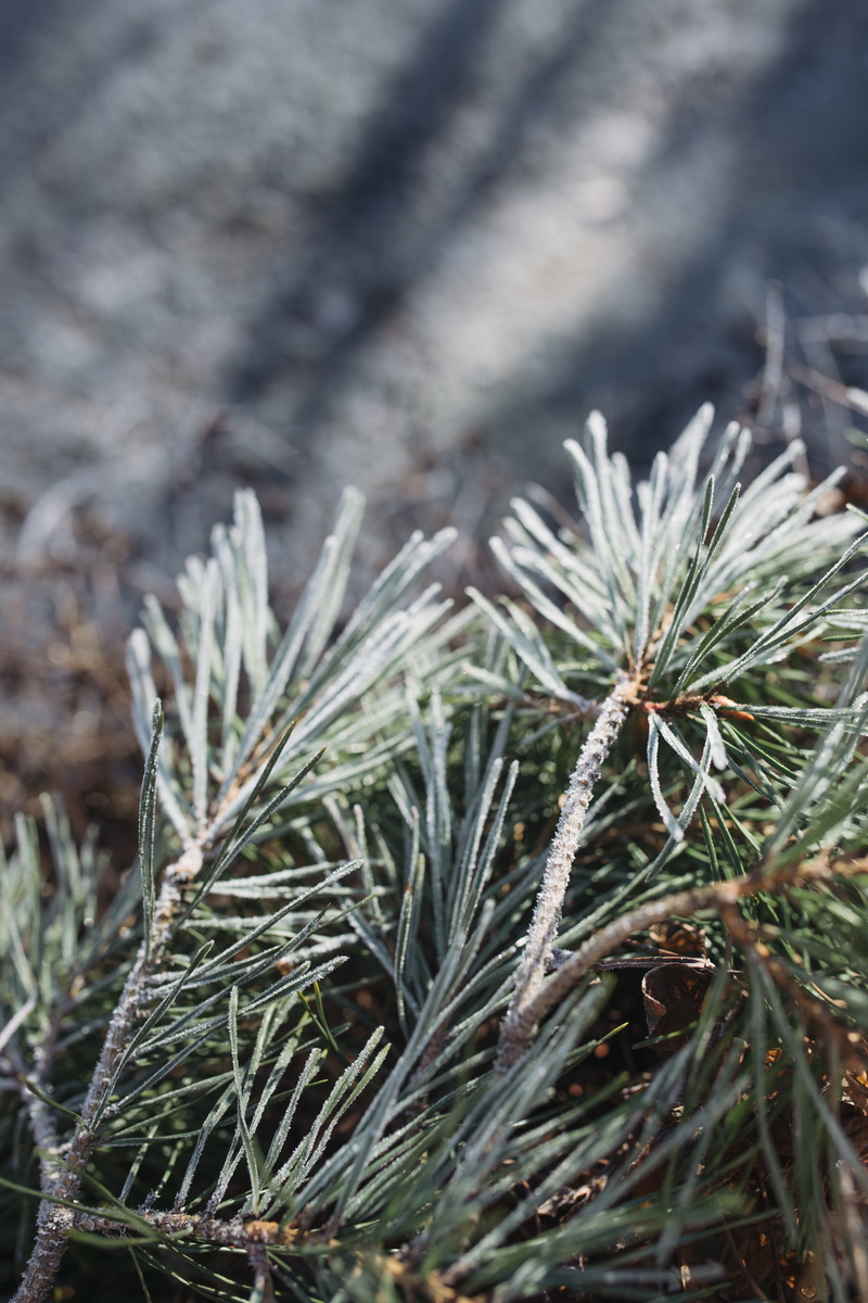 green color, cold, nobody, day, beauty in nature, frozen, plant, coniferous tree, fir tree, pine tree, tranquility, tree, close-up, winter, frost, land