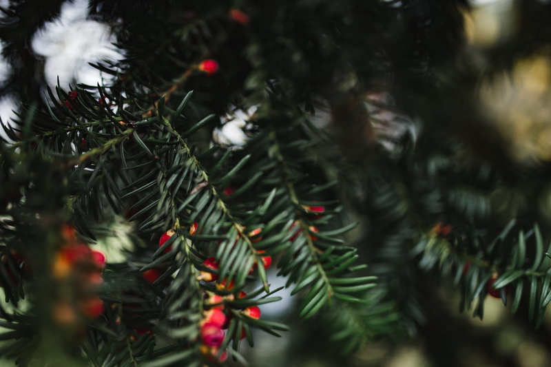 no people, green color, christmas ornament, branch, pine tree, fir tree, autumn, tree, 5K, nature, decoration, christmas, christmas decoration, leaves