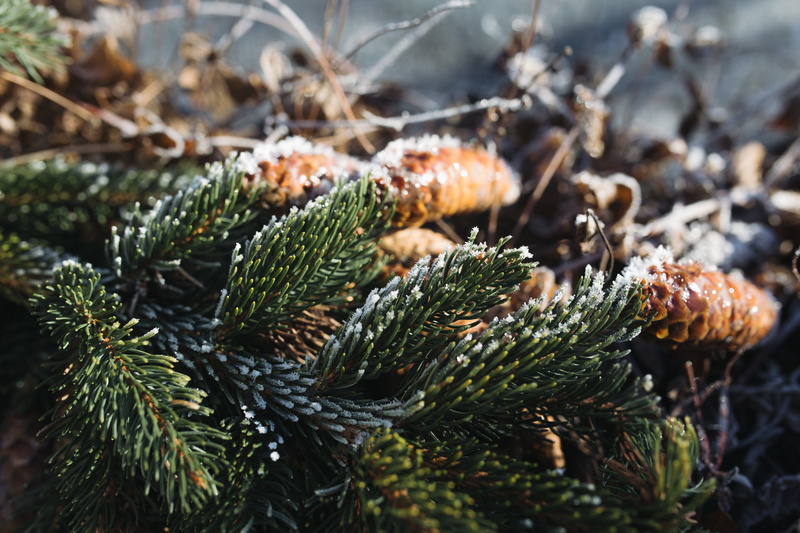 pinaceae, growth, nature, frozen, green color, nobody, selective focus, close-up, tree, fir tree, beauty in nature, ze, pine tree, plant, day, focus on foreground