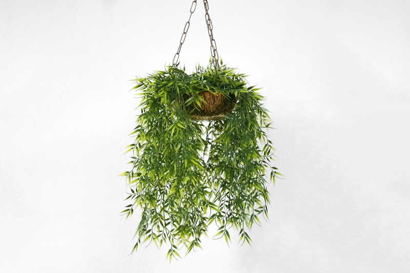 fern, christmas, nature, hanging, leaf, plants, fir tree, steel, branch, decoration, houseplant, pot, evergreen tree, orchids, food and drink, 5K, pinaceae