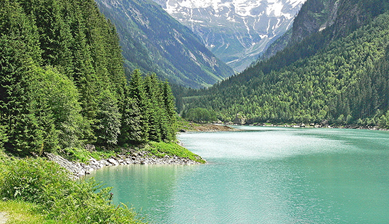 pine tree, mountains, coniferous forest, scenics, tranquil scene, zillertaler alpen, zillertal, beauty in nature, Austria, mayrhofen, rock, tyrol, coniferous tree
