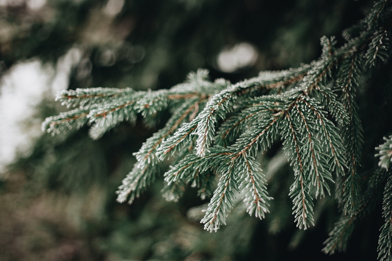 fir tree, cold temperature, green color, pinaceae, no people, tree, ice, frost, branch, close-up, coniferous tree, needle - plant part, outdoors, twigs