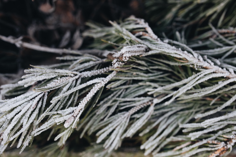 plant part, no people, coniferous tree, cold temperature, pine tree, fir tree, plant, frost, freeze, tree, pinaceae, needle - plant part, nobody, outdoors