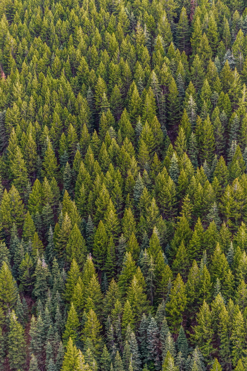 land, non-urban scene, forest, 5K, pine tree, fir tree, evergreen tree, tranquility, green color, full frame, coniferous tree, green, trees, outdoors