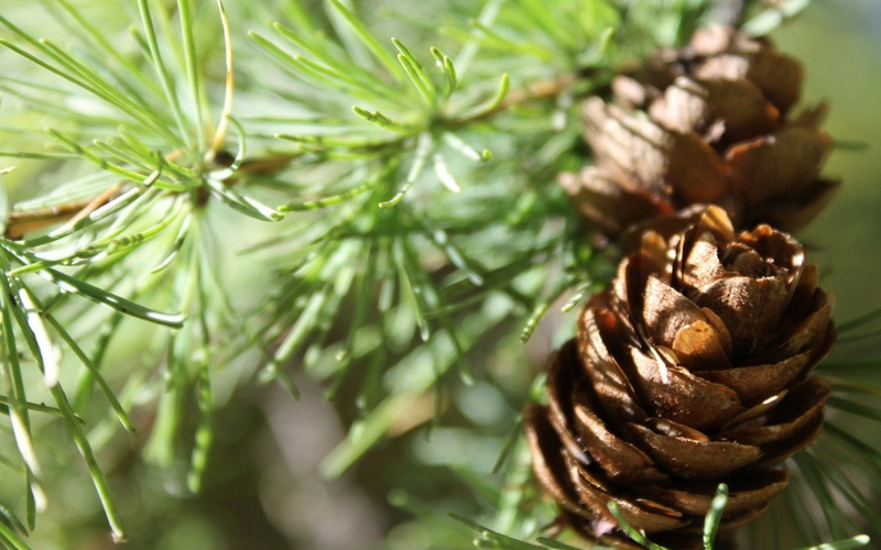 pinaceae, pine cone, 1080P, beauty in nature, freshness, spruce, plant, cones, growth, plant part, tree, day, selective focus, pine, green color, focus on foreground