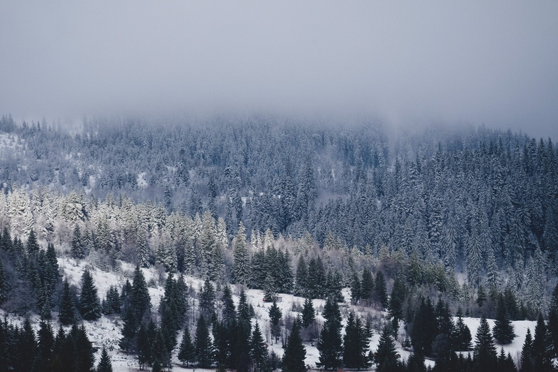 no People, cold - Temperature, photo, outdoors, wide, color Image, angle, pine woodland, snow, pine tree, cold temperature, pinaceae, pine, tranquility