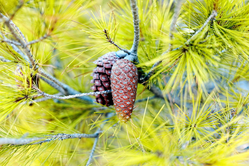 pinaceae, plant, flora, ripe, aleppo, leaf, cone, pine tree, outdoors, beauty in nature, needles, 2K, food and drink, pine, pine cone, close-up, cones