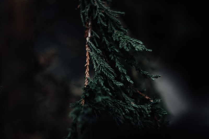 pinaceae, tree, green color, celebration, pine tree, photography, 4K, pine, selective, photo, black background, cool, leaves, nature, focus, branch, leaf