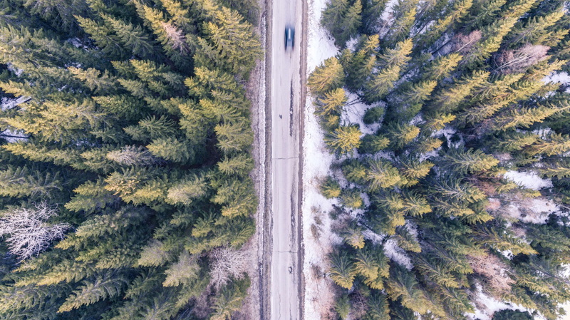 countryside, winter, trees, green color, top view, growth, conifers, roadway, beauty in nature, outdoors, pine woodland, tree, pinaceae, coniferous tree