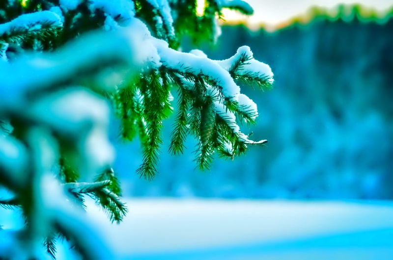 blue, day, nature, growth, selective focus, fir tree, pine tree, frozen, green, green color, depth of field, winter, leaves, 1080P, pine, pine trees, no people