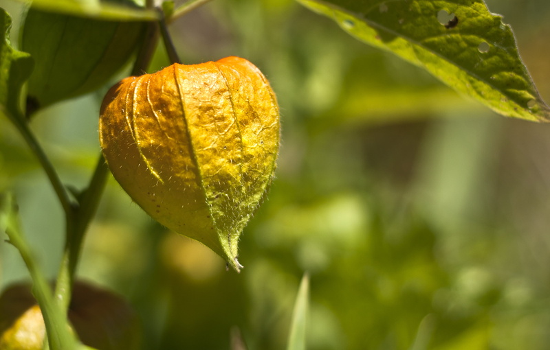 close-up, nature, green Color, chinese, 2K, leaf, plant, shot, leaves, macro shot, husk, green leaves, Chinese lantern, macro, green, tree, lantern