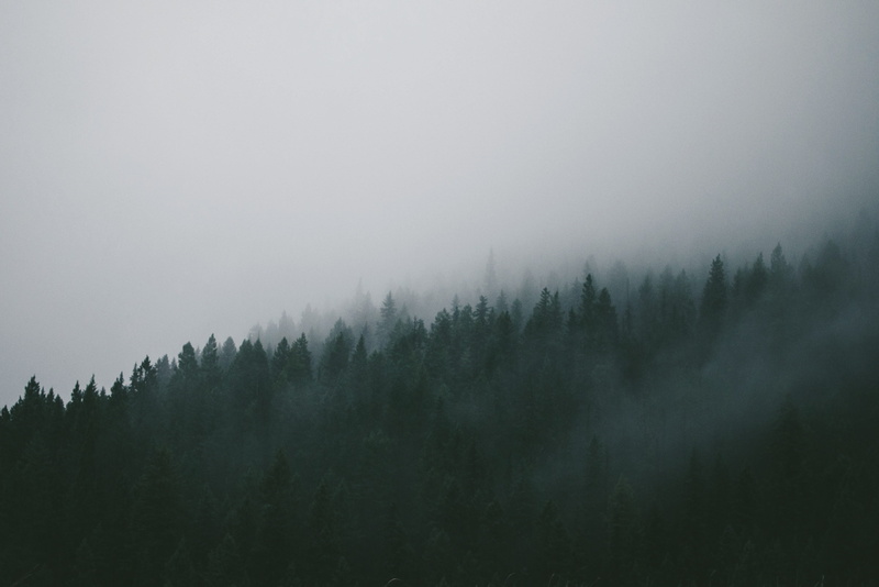 forest, environment, tree, plant, landscape, no people, beauty In Nature, mountains, pine Tree, pine woodland, outdoors, scenics, nature, tress, scenics - nature