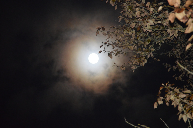 serene, horizon, night, low angle view, illuminated, cloud, dusk, night sky, growth, moonlight, full moon, calm, scene, leaf, moon, scenics - nature, outdoors