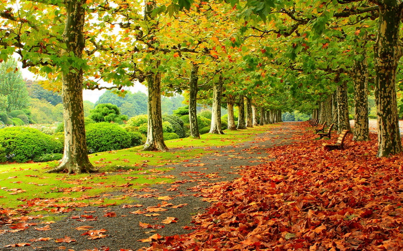 Bench, Trees, Road, Park, Red, Leaves, 1080P
