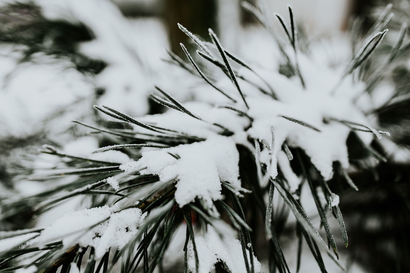growth, ups, no people, snowy, fir tree, snow, coniferous tree, tree, trees, pinaceae, frost, nature, cold, 5K, snowflake, cold temperature, plant, winter