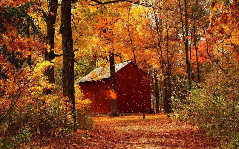 1080P, Forest, Cabins, Autumn, Red, Maple