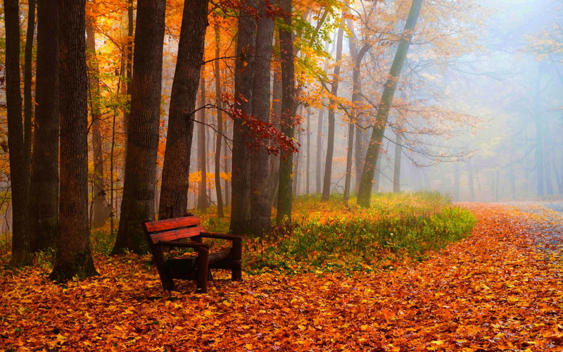 Leaves, Grass, Road, Trees, Bench, red, Park, wooden, Autumn, 2K