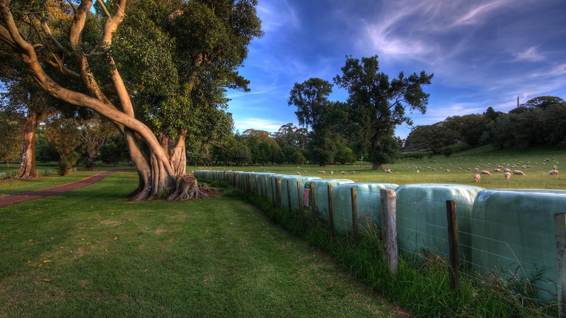 tress, 1080P, sheep, fence, park, 3d and abstract, green, tree