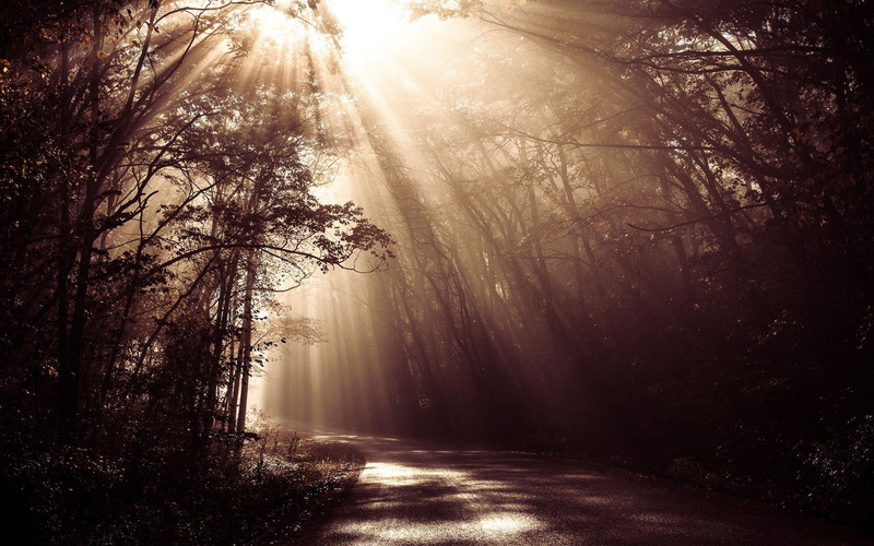 sunlight, road, photography, 1080P, 1920x1200, grey, tree, tress, forest, tall