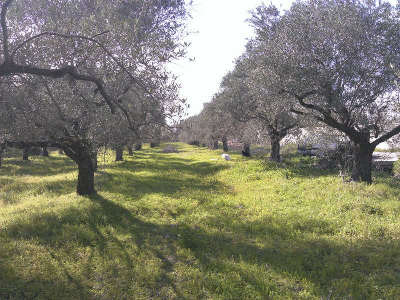 park, nature, latakia governorate, scenics - nature, environment, grass, tree, syria, 2K, green color, beauty in nature, tranquil scene, plant, growth