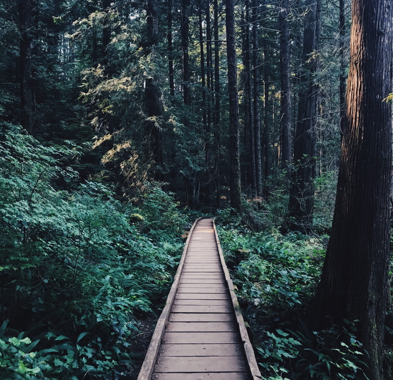 inside, boardwalk, land, tranquil scene, nature, beauty in nature, tranquility, outdoors, walkway, narrow, vancouver, footbridge, trail, footpath, path