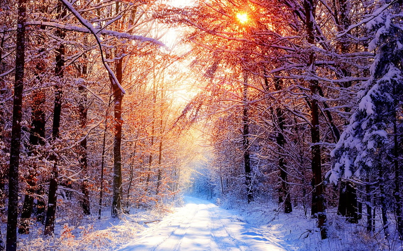 bright, snow, sunshine, white, 1080P, winter, nature, tress, light, scenic, cold, pretty