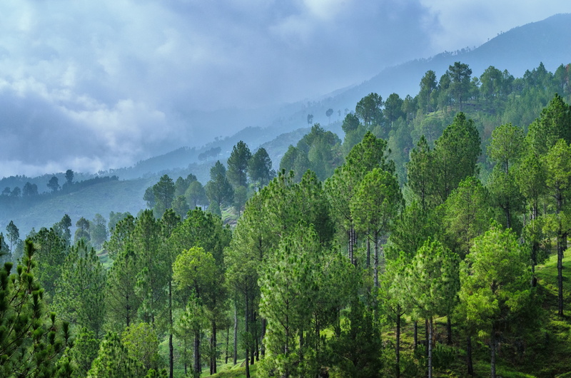  rainforest, landscape, nature, tree, scenics - nature, pakistan, tranquil scene, growth, fog, beauty in nature, alpine, love, summers, land