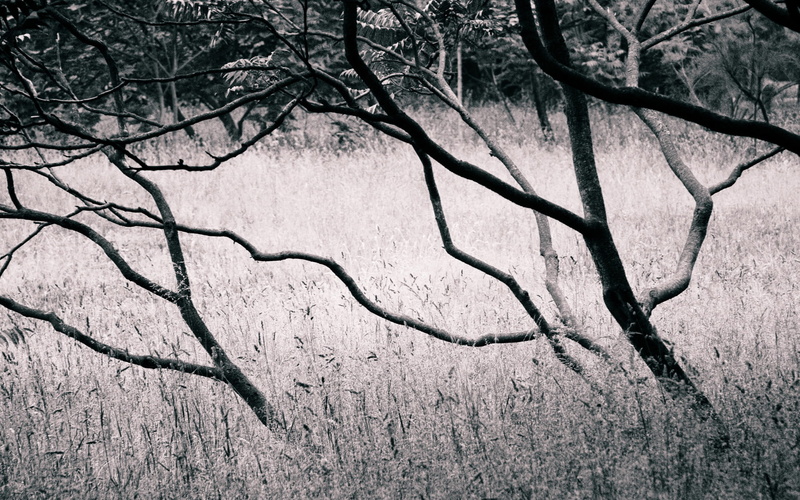 bw, hd, 1080P, tress, grey, nature, trees