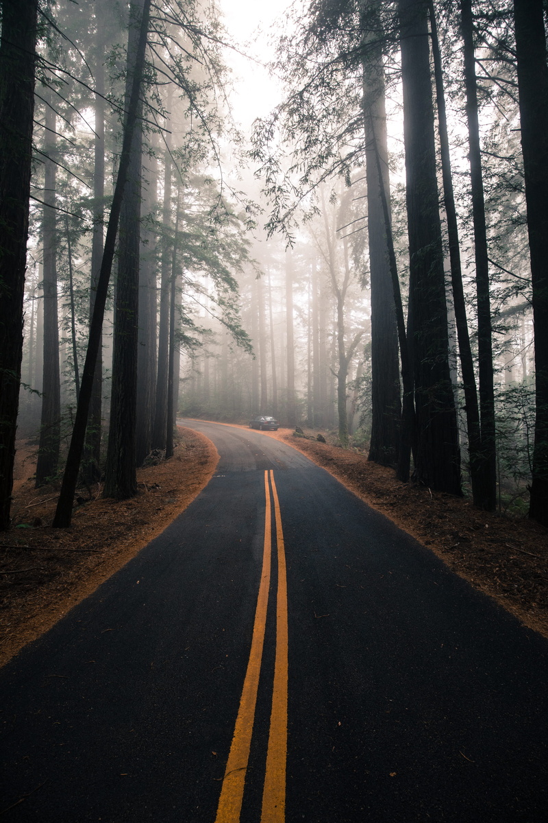 car, diminishing perspective, tree trunk, tall, autumn, plant, tree, marking, no people, fall, outdoors, land, yellow line, symbol, tress, tranquility