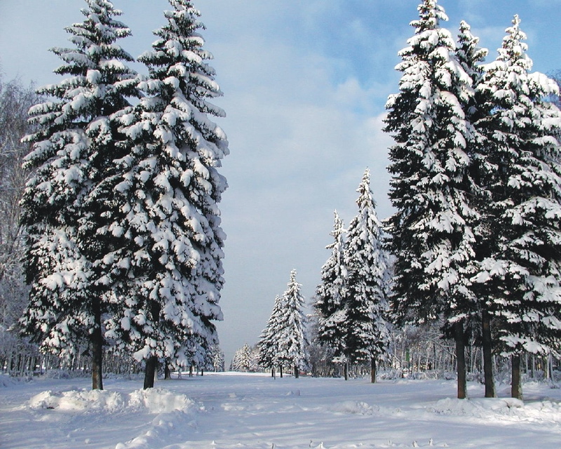 tree, 720P, tranquility, outdoors, pines, landscape, winter, environment, coniferous tree, snow, beauty in nature, land, no people, pine tree, tranquil scene