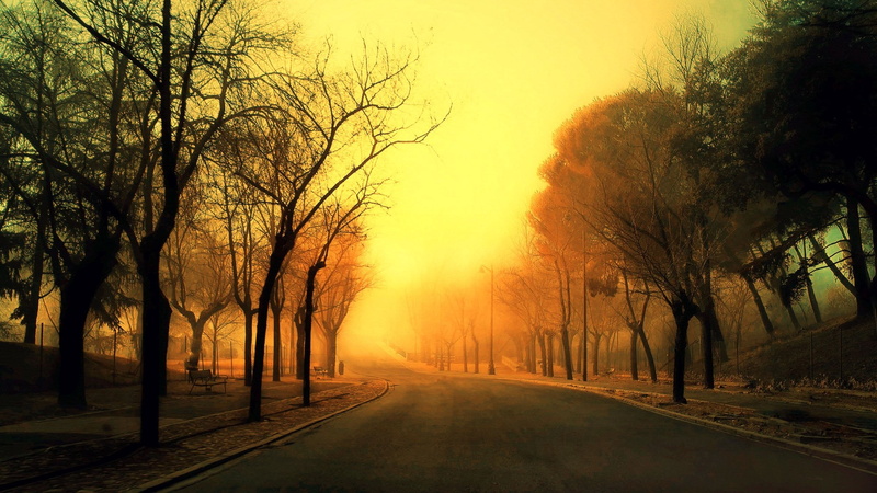treelined, road, concrete, tranquility, city, tree, tranquil scene, change, bare tree, orange color, nature, scenics - nature, sky, beauty in nature, gray