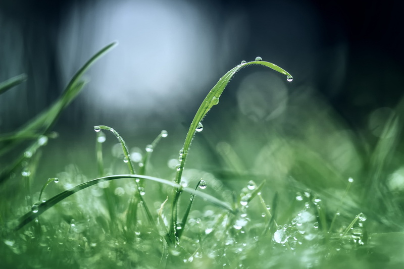 grass, drops, rain, reflections, 2K, green, morning after rain, morning, dew