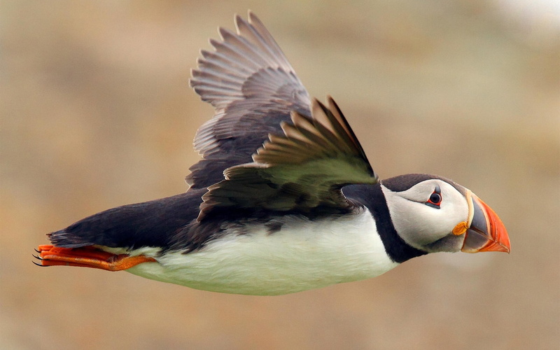 nature, animal, spread wings, yellow, flight, wildlife, no people, bird Watching, flapping, motion, 1080P, animal Wing, multi Colored, beauty In Nature