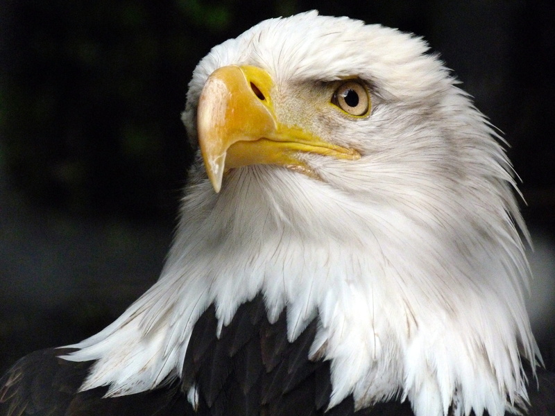 flying, animals in the wild, animal body part, vertebrate, white tailed eagle, animal eye, animal themes, worthy of protection, island, adler, no people