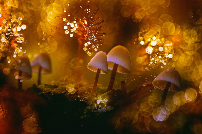 close-up, animals in the wild, marine, fish, water, animal, swimming, undersea, no people, coral, beauty in nature, 1080P, underwater, mushroom, invertebrate