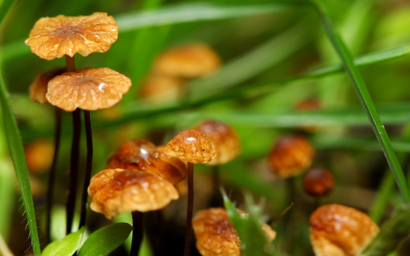 edible mushroom, beauty in nature, focus on foreground, 1080P, vulnerability, vegetable, food and drink, day, fragility, brown, freshness, no people, macro