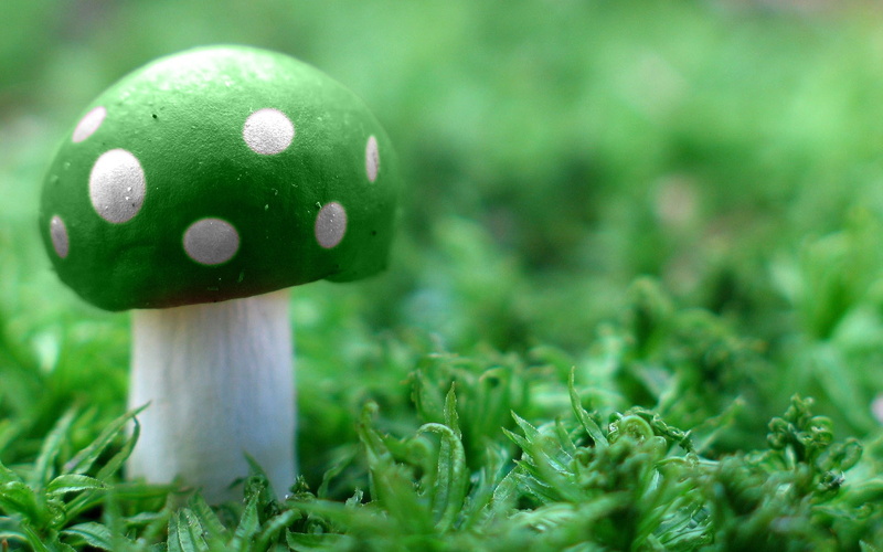 plant, green color, day, outdoors, no people, focus, fungus, 1080P, close-up, selective focus, photography, green, nature, food and drink, grass, vegetable