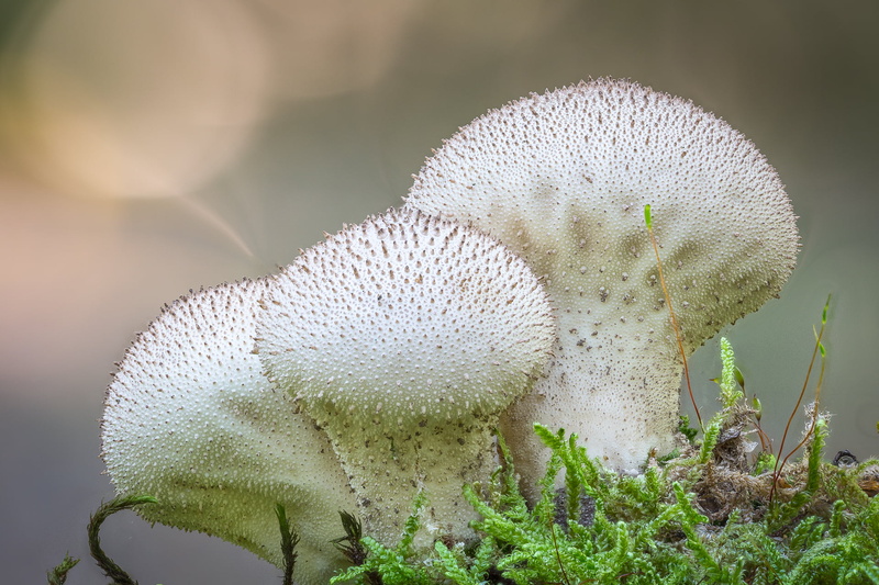 mushroooms, forest, mushroom, lycoperdon  perlatum, mycology, close-up, puffball, 1080P, fungus, three, poisonous, Lycoperdon perlatum, nature, photography