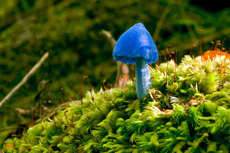 1080P, green, Abel Tasman  Inland Track, Entoloma hochstetteri, moss, taxonomy, binomial, Cycle touring, Blue mushroom, cycling, blue, plant, travel, autumn