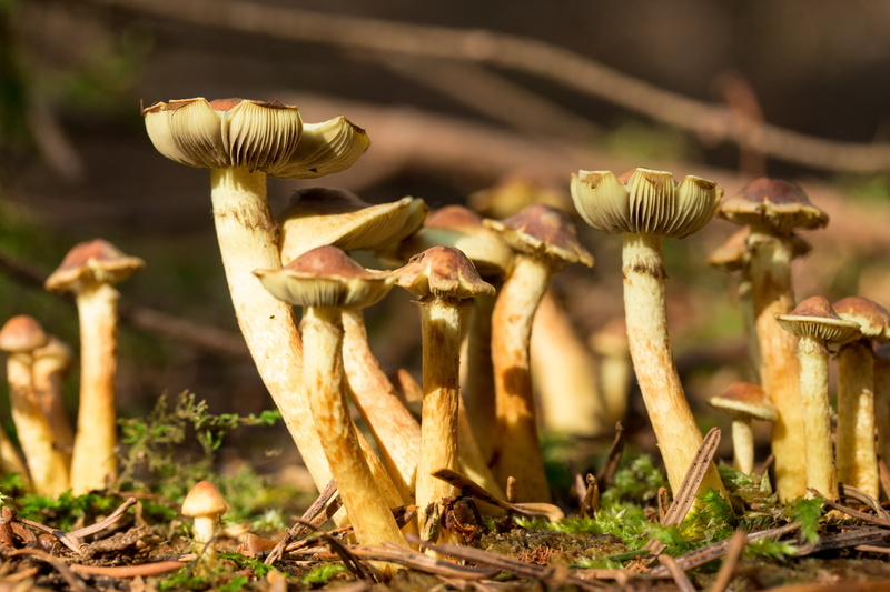 toadstool, mushroom, fragility, focus on foreground, nature, growth, tree, outdoors, no people, food and drink, freshness, moss, land, plant, edible mushroom