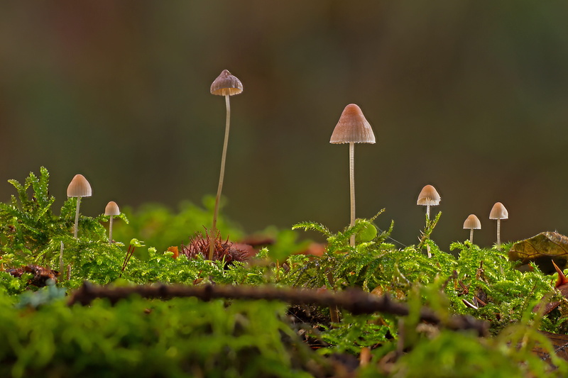 land, sponge, selective focus, growth, screen fungus, fragility, plant, food, day, mini mushroom, forest mushroom, nature, vulnerability, green color, beauty in nature