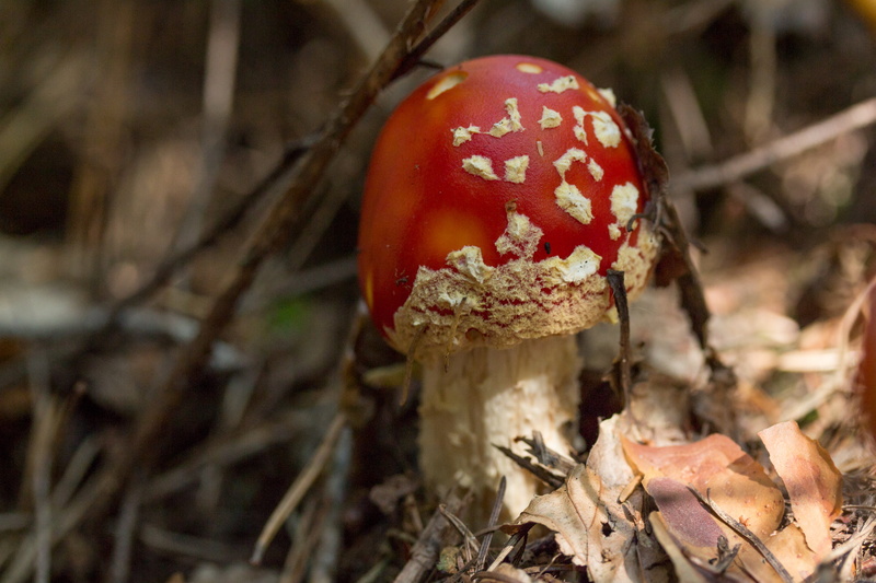 plant, outdoors, photography, red, wood, toadstool, land, tree, fungus, close-up, food, no people, focus on foreground, nature, day, fly agaric mushroom