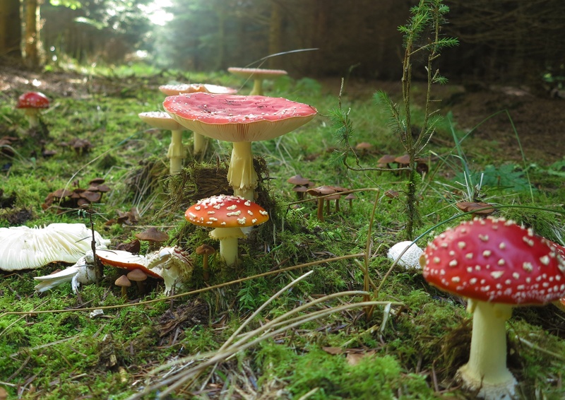 food and drink, poisonous, grass, plant, ground, amanita muscaria, toadstool, mushrooms, growth, 2K, sprouting, no people, fly agaric mushroom, day, tree