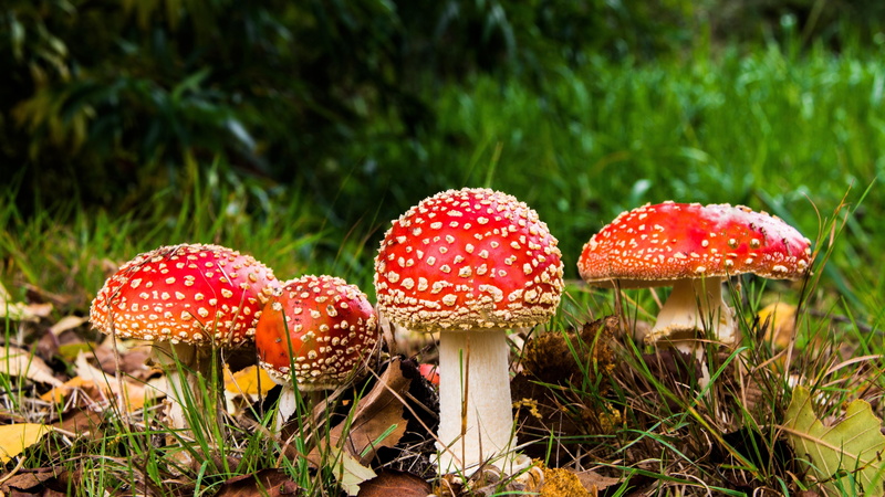 psychoactive, fungus, amantia muscaria, poisonous, mushrooms, mushroom, 5K, fly agaric, fly amanita
