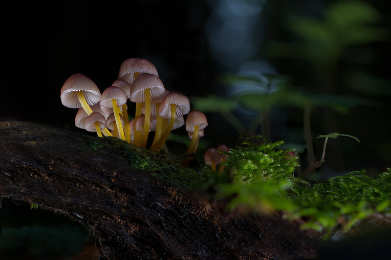 freshness, surface level, no people, sponge, vegetable, vulnerability, moss, forest mushroom, outdoors, day, fragility, tree trunk, flower head, close-up